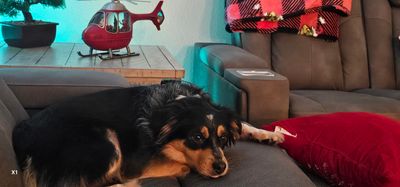 Pet Paradise Apollo Beach photo 43