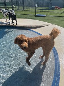 Pet Paradise Apollo Beach photo 45