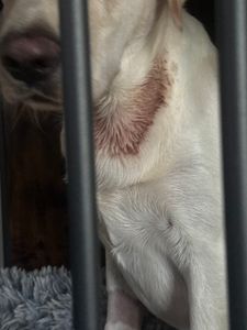 Pet Paradise Apollo Beach photo 46