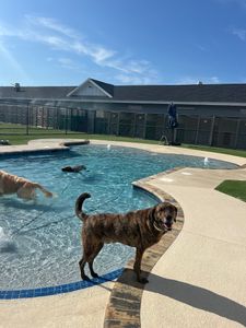 Pet Paradise Apollo Beach photo 47