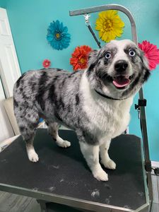 Tuti Fruitti Grooming