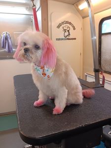 Trixie’s Gulfside Grooming