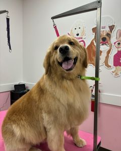 Woof Gang Bakery & Grooming Fishhawk Commons