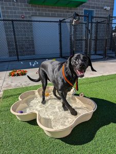 PetSuites Bloomingdale photo 7