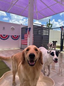 PetSuites Bloomingdale photo 5