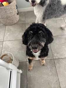 PetSuites Bloomingdale photo 9