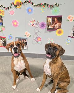 PetSuites Bloomingdale photo 11