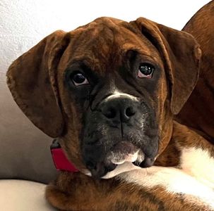 PetSuites Bloomingdale photo 12