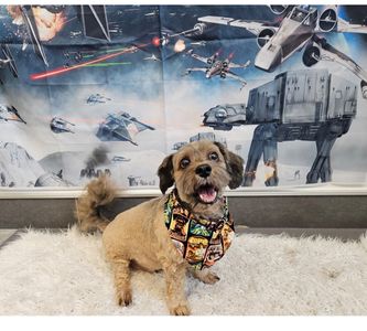 PetSuites Bloomingdale photo 13