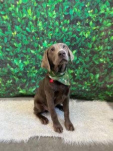 PetSuites Bloomingdale photo 14