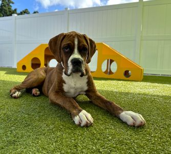 PetSuites Bloomingdale photo 15