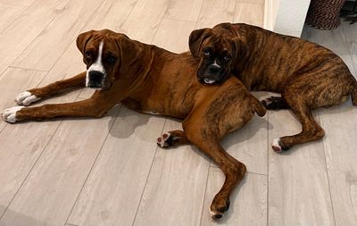 PetSuites Bloomingdale photo 16