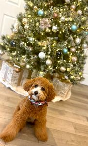 PetSuites Bloomingdale photo 18