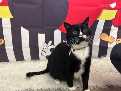 PetSuites Bloomingdale photo 19