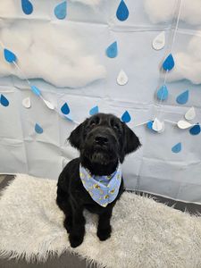 PetSuites Bloomingdale photo 20