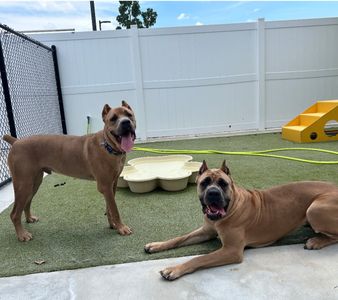 PetSuites Bloomingdale photo 21