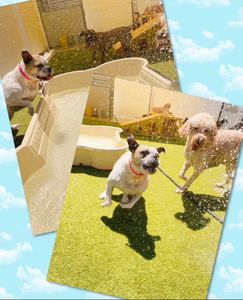 PetSuites Bloomingdale photo 22