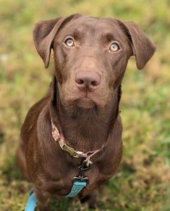 PetSuites Bloomingdale photo 23