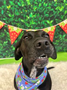 PetSuites Bloomingdale photo 24