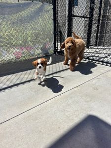 PetSuites Bloomingdale photo 26