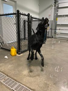 PetSuites Bloomingdale photo 27