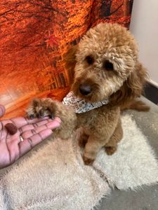 PetSuites Bloomingdale photo 29