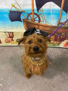 PetSuites Bloomingdale photo 30