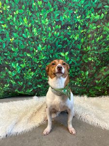 PetSuites Bloomingdale photo 33