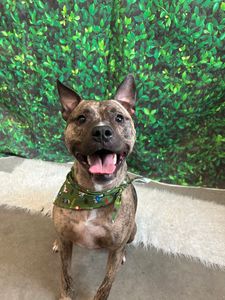 PetSuites Bloomingdale photo 34