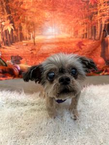 PetSuites Bloomingdale photo 35