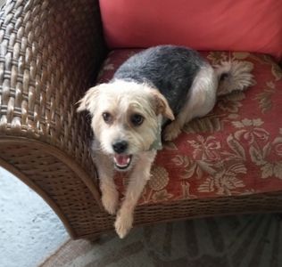 PetSuites Bloomingdale photo 36