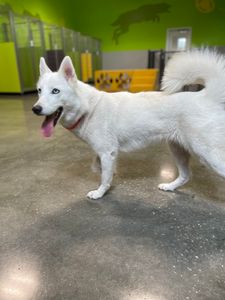 PetSuites Bloomingdale photo 37