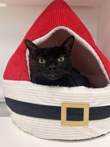 PetSuites Bloomingdale photo 38