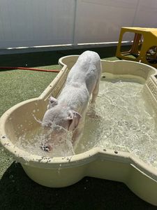 PetSuites Bloomingdale photo 39