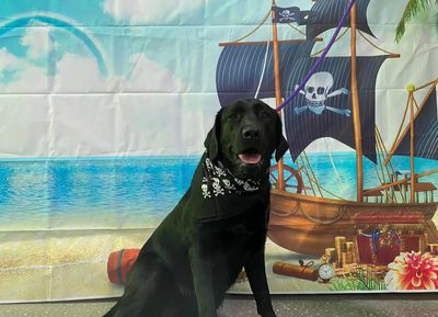 PetSuites Bloomingdale photo 40