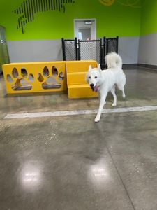 PetSuites Bloomingdale photo 41