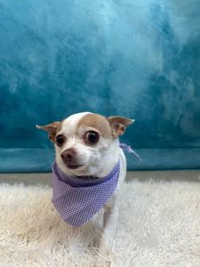 PetSuites Bloomingdale photo 42