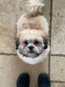 PetSuites Bloomingdale photo 43