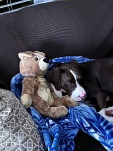 PetSuites Bloomingdale photo 44