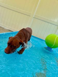 PetSuites Bloomingdale photo 45