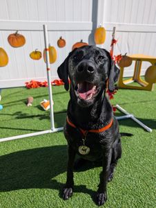 PetSuites Bloomingdale photo 46