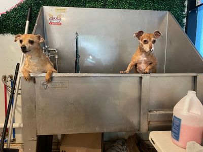 That Girl Pet Services