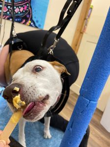 Lucky Puppy Canine Nail Specialists