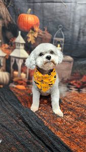 All In One Pet Parlor – Dog & Cat Grooming