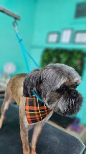 All In One Pet Parlor – Dog & Cat Grooming