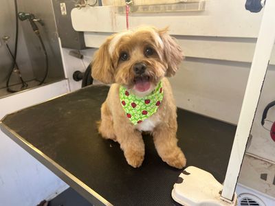 Kat's Barking Boutique - Mobile Pet Grooming Tampa