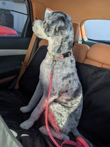 JUST GROOMING OF SOUTH SHORE