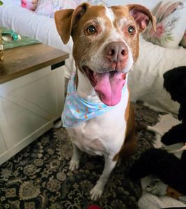 Shampooches photo 11