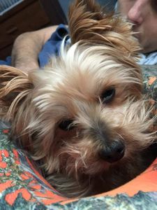 Shampooches photo 13