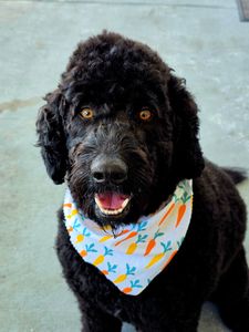 Shampooches photo 14